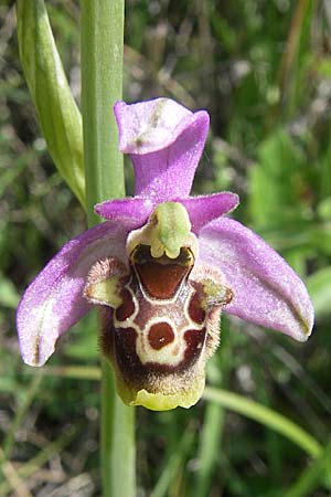 Ophrys holoserica subsp. laxiflora \ Lockerblütige Hummel-Ragwurz / Lax-Flowered Late Spider Orchid, Kroatien/Croatia,  Ramljane 2.6.2008 
