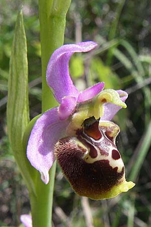 Ophrys holoserica subsp. laxiflora \ Lockerblütige Hummel-Ragwurz / Lax-Flowered Late Spider Orchid, Kroatien/Croatia,  Ramljane 2.6.2008 