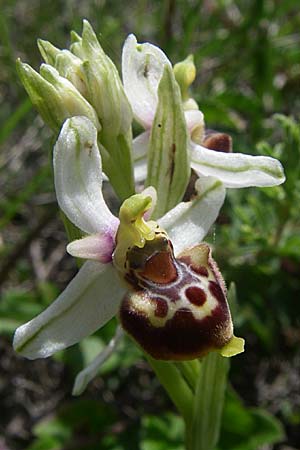 Ophrys holoserica subsp. laxiflora \ Lockerblütige Hummel-Ragwurz / Lax-Flowered Late Spider Orchid, Kroatien/Croatia,  Ramljane 2.6.2008 