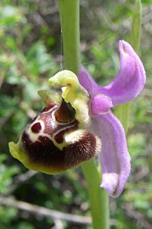 Ophrys holoserica subsp. laxiflora \ Lockerblütige Hummel-Ragwurz / Lax-Flowered Late Spider Orchid, Kroatien/Croatia,  Ramljane 2.6.2008 
