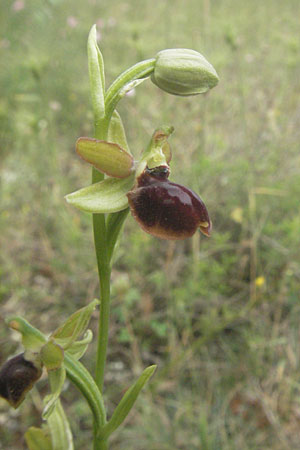Ophrys illyrica / Illyrian Spider Orchid, Croatia,  Istria, Bale 29.5.2006 