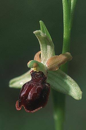 Ophrys illyrica / Illyrian Spider Orchid, Croatia,  Cres 11.5.2002 (Photo: Helmut Presser)