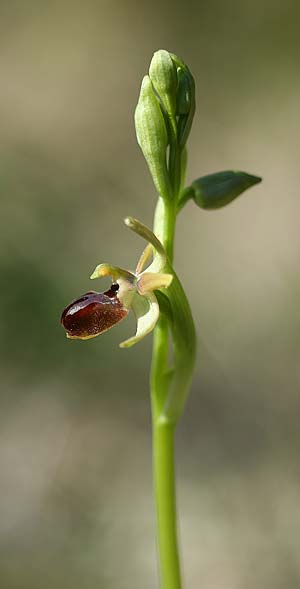 Ophrys incantata / Fascinating Spider Orchid, Croatia,  Zecevo 29.3.2015 (Photo: Helmut Presser)