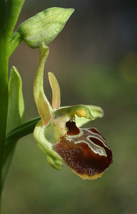 Ophrys incantata / Fascinating Spider Orchid, Croatia,  Zecevo 29.3.2015 (Photo: Helmut Presser)