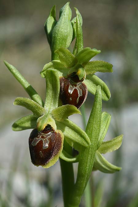 Ophrys incantata / Fascinating Spider Orchid, Croatia,  Zecevo 29.3.2015 (Photo: Helmut Presser)