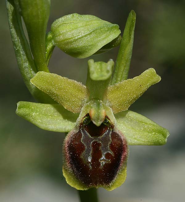Ophrys incantata / Fascinating Spider Orchid, Croatia,  Zecevo 29.3.2015 (Photo: Helmut Presser)