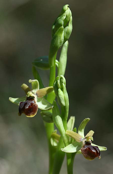 Ophrys incantata / Fascinating Spider Orchid, Croatia,  Zecevo 29.3.2015 (Photo: Helmut Presser)