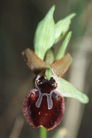Ophrys incubacea x sphegodes, Kroatien/Croatia,  Hvar, Gdinj 6.4.2006 