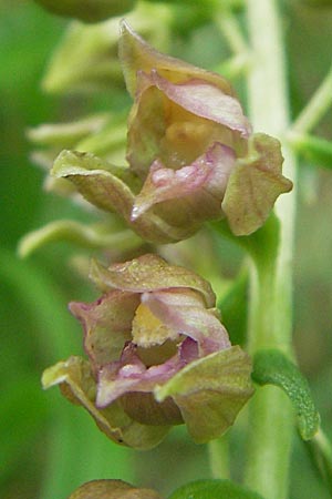 Epipactis leptochila subsp. dinarica \ Dinarische Ständelwurz, Kroatien,  Ucka 18.7.2010 
