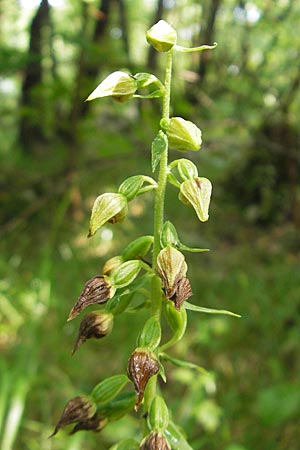 Epipactis leptochila subsp. dinarica \ Dinarische Ständelwurz, Kroatien,  Ucka 18.7.2010 