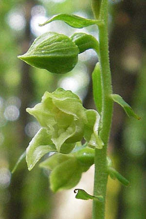 Epipactis leptochila subsp. dinarica \ Dinarische Ständelwurz, Kroatien,  Ucka 18.7.2010 