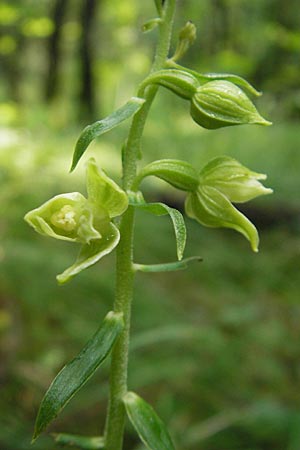 Epipactis leptochila subsp. dinarica \ Dinarische Ständelwurz, Kroatien,  Ucka 18.7.2010 