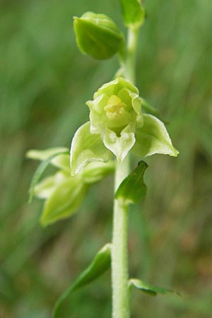Epipactis leptochila subsp. dinarica \ Dinarische Ständelwurz, Kroatien,  Ucka 18.7.2010 