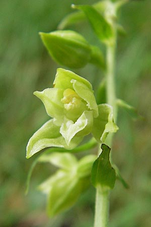 Epipactis leptochila subsp. dinarica \ Dinarische Ständelwurz, Kroatien,  Ucka 18.7.2010 