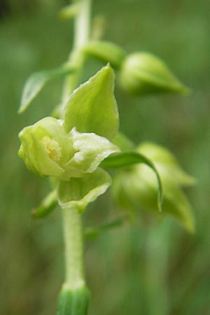 Epipactis leptochila subsp. dinarica \ Dinarische Ständelwurz, Kroatien,  Ucka 18.7.2010 
