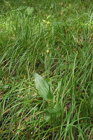 Epipactis leptochila subsp. dinarica \ Dinarische Ständelwurz, Kroatien,  Ucka 18.7.2010 