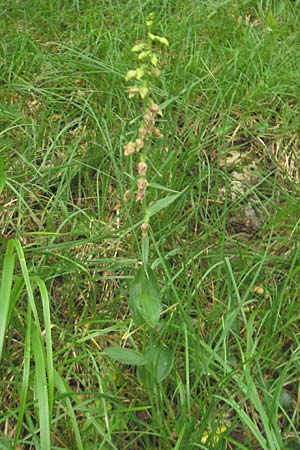 Epipactis leptochila subsp. dinarica \ Dinarische Ständelwurz, Kroatien,  Ucka 18.7.2010 