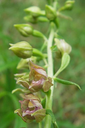 Epipactis leptochila subsp. dinarica \ Dinarische Ständelwurz, Kroatien,  Ucka 18.7.2010 
