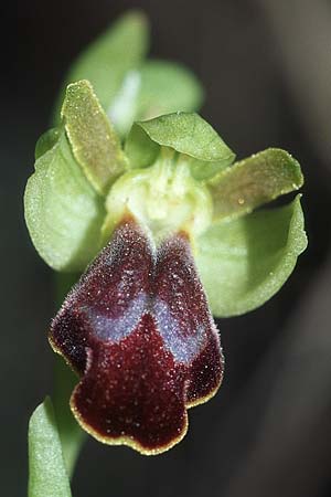 Ophrys sulcata \ Gefurchte Braune Ragwurz / Furrowed Dull Orchid, Kroatien/Croatia,  Hvar, Stari Grad 6.4.2006 