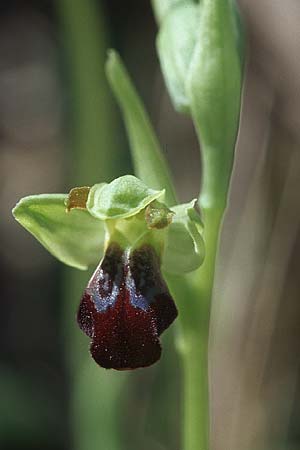 Ophrys sulcata \ Gefurchte Braune Ragwurz / Furrowed Dull Orchid, Kroatien/Croatia,  Hvar, Stari Grad 6.4.2006 