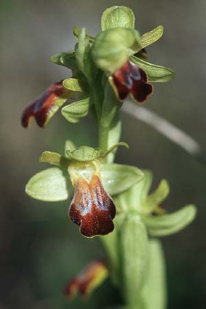 Ophrys bilunulata subsp. punctulata \ Gepunktete Ragwurz, Kroatien,  Hvar, Stari Grad 7.4.2006 