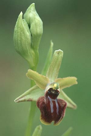 Ophrys liburnica \ Liburnische Ragwurz / Liburnian Spider Orchid, Kroatien/Croatia,  Korcula, Prizba 5.4.2006 