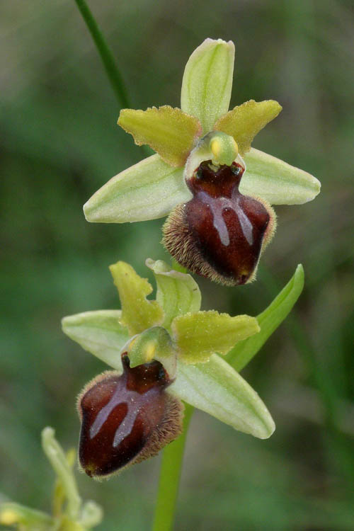 Ophrys liburnica \ Liburnische Ragwurz / Liburnian Spider Orchid, Kroatien/Croatia,  Cres 10.5.2010 (Photo: Roko Cicmir)