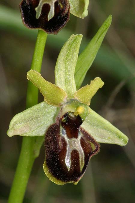 Ophrys liburnica \ Liburnische Ragwurz / Liburnian Spider Orchid, Kroatien/Croatia,  Lastovo 15.3.2008 (Photo: Roko Cicmir)