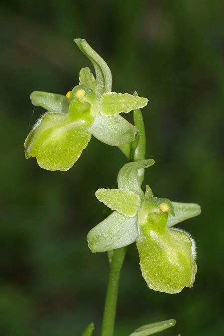 Ophrys liburnica \ Liburnische Ragwurz / Liburnian Spider Orchid, Kroatien/Croatia,  Lastovo 15.3.2008 (Photo: Roko Cicmir)