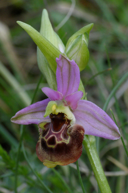 Ophrys medea \ Medea-Ragwurz / Medea Orchid, Kroatien/Croatia,  Cres 9.5.2010 (Photo: Roko Cicmir)