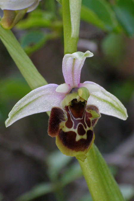 Ophrys medea \ Medea-Ragwurz / Medea Orchid, Kroatien/Croatia,  Cres 9.5.2010 (Photo: Roko Cicmir)