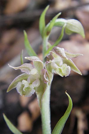 Epipactis microphylla \ Kleinblättrige Ständelwurz / Small-Leaved Helleborine, Kroatien/Croatia,  Medvednica 18.7.2010 
