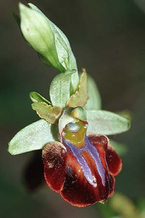 Ophrys montenegrina / Montenegro Spider Orchid, Croatia,  Gruda 3.4.2006 