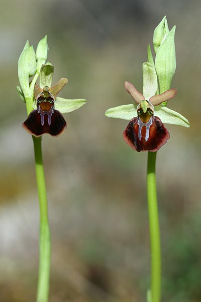 Ophrys grammica x montenegrina, Kroatien/Croatia,  Gruda 30.3.2015 (Photo: Helmut Presser)