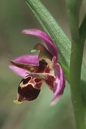 Ophrys rhodostephane \ Rosakronige Ragwurz, Kroatien,  Hvar, Stari Grad 7.4.2006 