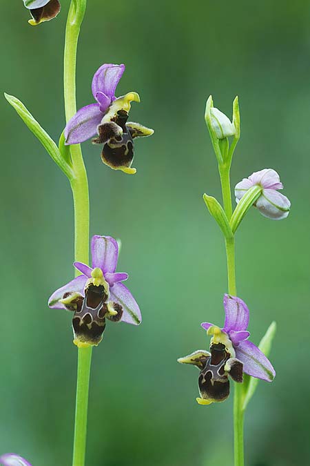 Ophrys rhodostephane \ Rosakronige Ragwurz, Kroatien,  Pag 5.5.2025 (Photo: Helmut Presser)