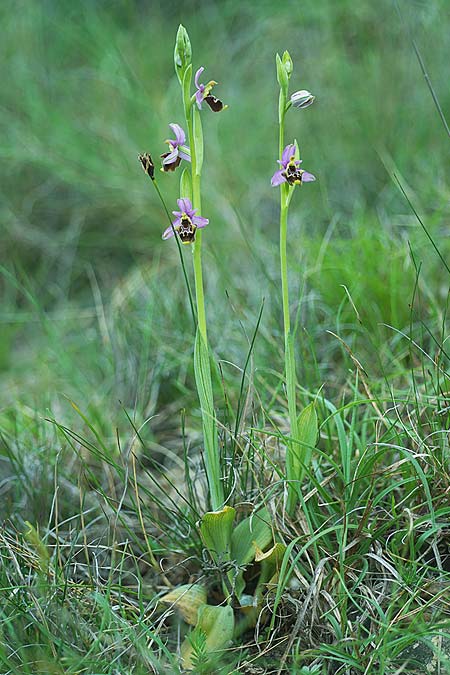 Ophrys rhodostephane \ Rosakronige Ragwurz, Kroatien,  Pag 5.5.2025 (Photo: Helmut Presser)