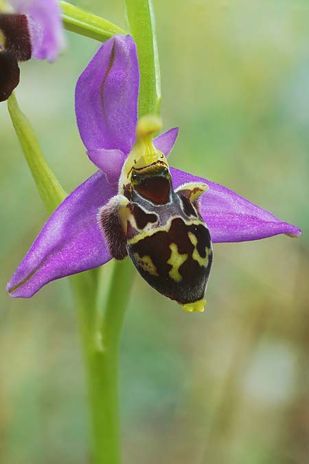 Ophrys rhodostephane \ Rosakronige Ragwurz, Kroatien,  Vis 5.5.2025 (Photo: Helmut Presser)