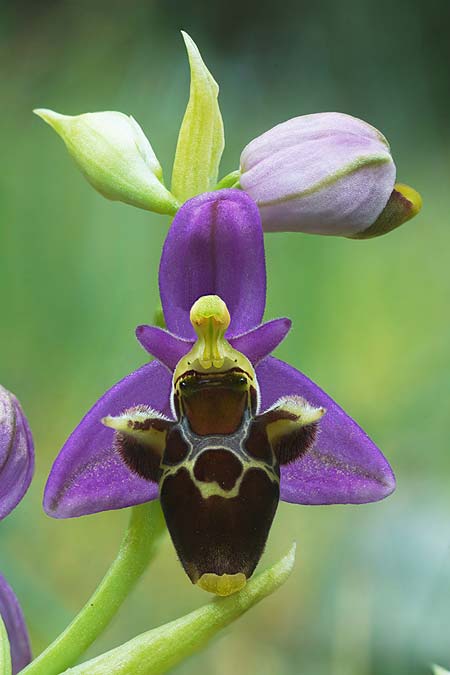 Ophrys rhodostephane \ Rosakronige Ragwurz, Kroatien,  Vis 5.5.2025 (Photo: Helmut Presser)