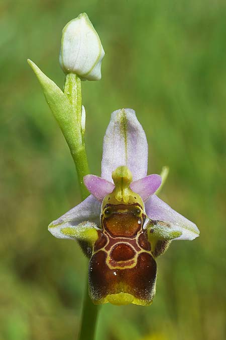 Ophrys rhodostephane \ Rosakronige Ragwurz, Kroatien,  Vis 5.5.2025 (Photo: Helmut Presser)
