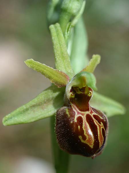 Ophrys exaltata subsp. cephalonica x liburnica, Kroatien/Croatia,  Gruda 8.4.2015 (Photo: Helmut Presser)