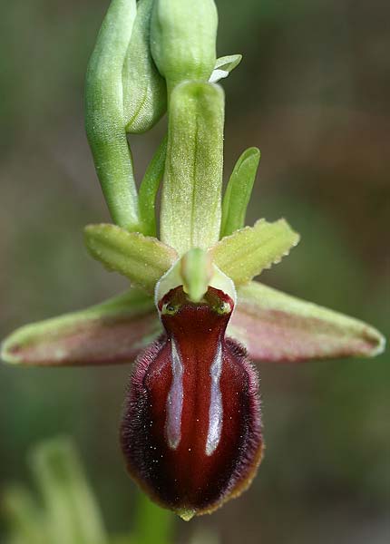 Ophrys exaltata subsp. cephalonica x liburnica, Kroatien/Croatia,  Gruda 8.4.2015 (Photo: Helmut Presser)