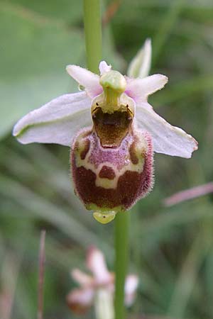 Ophrys tetraloniae / Tetralonia Late Spider Orchid, Croatia,  Istria, Gracisce 5.6.2008 