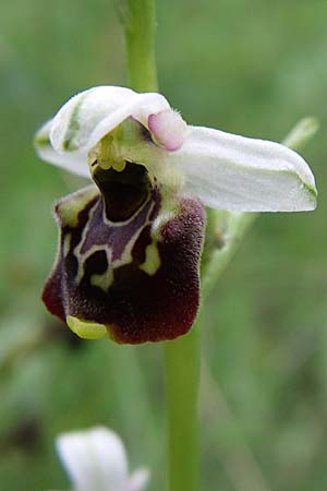 Ophrys tetraloniae / Tetralonia Late Spider Orchid, Croatia,  Istria, Vrh 6.6.2008 