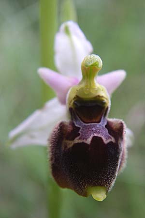 Ophrys tetraloniae / Tetralonia Late Spider Orchid, Croatia,  Istria, Vrh 6.6.2008 