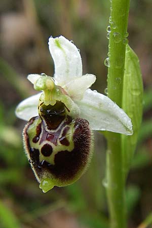 Ophrys tetraloniae / Tetralonia Late Spider Orchid, Croatia,  Istria, Vrh 6.6.2008 