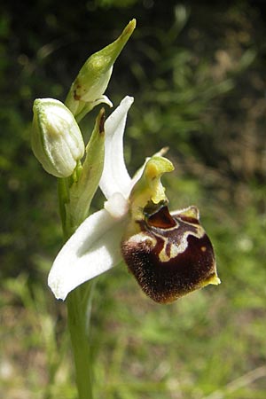 Ophrys tetraloniae / Tetralonia Late Spider Orchid, Croatia,  Istria, Buzet 28.6.2010 