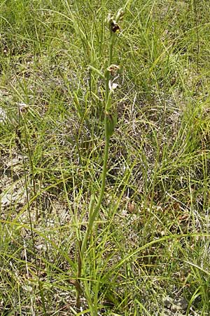 Ophrys tetraloniae / Tetralonia Late Spider Orchid, Croatia,  Istria, Vrh 28.6.2010 