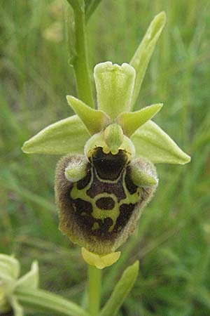 [click] Ophrys untchjii, Kroatien/Croatia,  Istrien/Istria, Gracisce 27.5.2006 