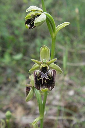 Ophrys untchjii \ Untchjs Ragwurz / Untchj's Orchid, Kroatien/Croatia,  Istrien/Istria, Bale 29.5.2006 